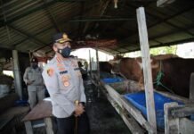 Pastikan Hewan Ternak Masuk Surabaya Bebas PMK, Ini Upaya Kapolrestabes Surabaya