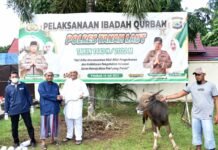 Polres Tanah Laut Jajaran Berkurban 15 Ekor Sapi Untuk Dibagikan Ke Warga