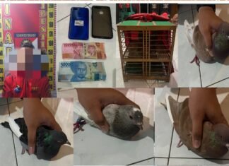 Polres Bondowoso Bekuk Judi Balap Merpati