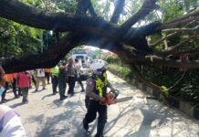 Sat Lantas Polrestabes Surabaya Bersama Instansi Terkait, Laksanakan Penanganan Pohon Tumbang