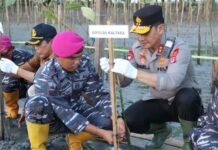 Tanam Pohon Mangrove di Pantai Amal, Tarakan Begini Pesan Kapolda Kaltara